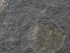 Dactylioceras Ammonite Cluster - Posidonia Shale #23166-1